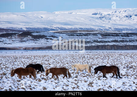 Troupeau de poneys Islandais dans paysage glaciaire du sud de l'Islande à pied dans une ligne à la suite le chef Banque D'Images