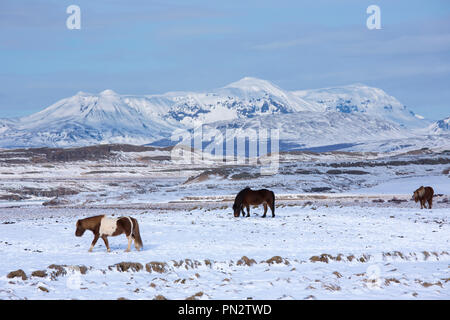 Troupeau de poneys Islandais le pâturage dans le paysage glaciaire du sud de l'Islande Banque D'Images