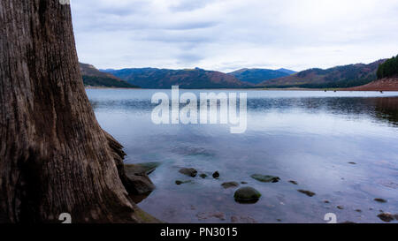 Une souche d'arbre se leva de l'eau le long des rives du lac Vallecito situé dans le sud du Colorado. Banque D'Images