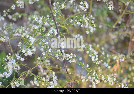 Vine par de minuscules fleurs blanches Banque D'Images