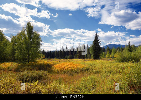 Pré sur Grande Prairie dans le Glacier National Park, Montana Banque D'Images