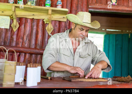 Homme cubain part rouler des cigares, tabac Tourisme à Viñales, Cuba Banque D'Images