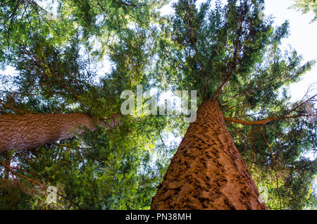 Evergreen sapins dans la forêt. Image prise par le dessous, jusqu'à dans les feuillages. Les grands troncs allant des vieux bois. Banque D'Images