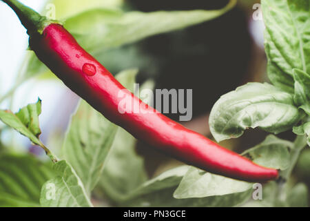 Red hot chili pepper unique mûrs crus épices Légumes plante arbre bush avec goutte d'eau de pluie Banque D'Images