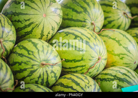 De nombreuses grandes pastèques vert arrière-plan. Taille Jumbo Extra bio de pastèques (Citrullus lanatus) à vendre au marché aux fruits. Banque D'Images