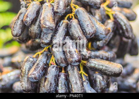 Taille Jumbo Extra noir de Lune sans pépins de raisin ou de gouttes Les doigts de sorcière raisin pour vente à la marché de fruit. Saphir noir long bio au raisin sur s Banque D'Images