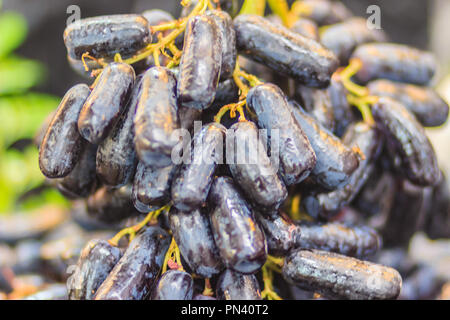 Taille Jumbo Extra noir de Lune sans pépins de raisin ou de gouttes Les doigts de sorcière raisin pour vente à la marché de fruit. Saphir noir long bio au raisin sur s Banque D'Images