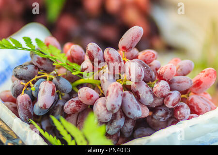 Taille Jumbo Extra noir de Lune sans pépins de raisin ou de gouttes Les doigts de sorcière raisin pour vente à la marché de fruit. Saphir noir long bio au raisin sur s Banque D'Images