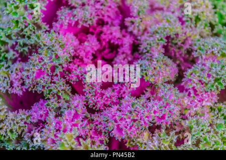 Belle décoration ornement choux recouverts d'un matin givre arrière-plan. Décoration violet bio chou (Brassica oleracea var. acephala) je Banque D'Images