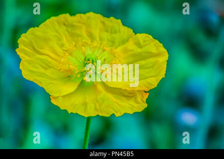 Beau jaune Stylophorum diphyllum (celandine poppy-bois, coquelicot, poppywort) fleur sur fond vert dans le jardin du matin. Welsh poppy jaune ( Banque D'Images