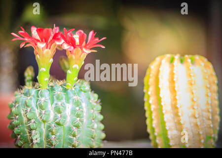 Mammillaria cactus en fleurs rouge en vente à l'arborescence du marché. Banque D'Images