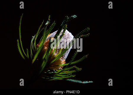 Banksia australien isolé de fleurs sur fond noir Banque D'Images