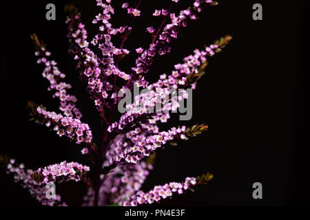 Magnifique bouquet plante décoration sur fond noir avec copie espace Banque D'Images