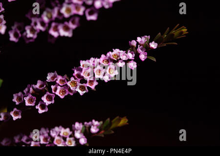 Chamelaucium uncinatum - plante en fleurs avec de belles petites fleurs roses endémique à l'ouest de l'Australie sur fond noir Banque D'Images