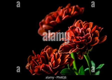 Dahlia - belles fleurs rouge sur fond noir Banque D'Images