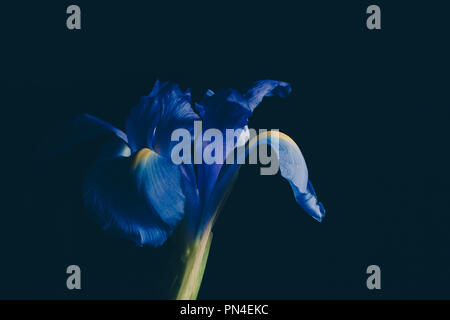 Iris bleu fleur sur fond pâle foncé - studio shot Banque D'Images