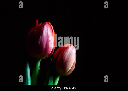 Deux tulipes rouges sur noir with copy space Banque D'Images