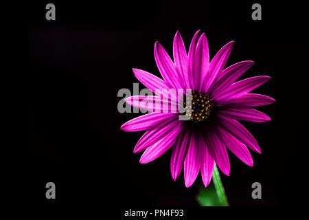 Purple flower daisy africains rougeoyant sur noir - studio shot with copy space Banque D'Images