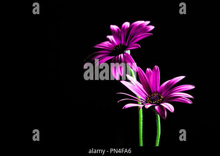 Purple daisies africains allumé par le haut - studio shot with copy space Banque D'Images