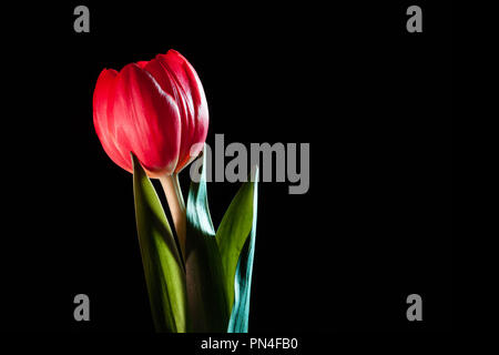 Tulipe rouge vif sur fond noir avec copie espace Banque D'Images