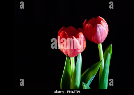 Deux tulipes rouges sur noir with copy space Banque D'Images