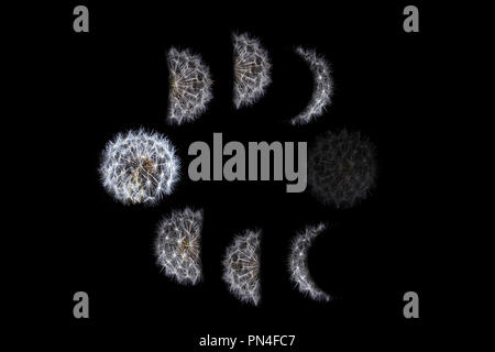 Phases de lune concept représenté avec dandelion Banque D'Images