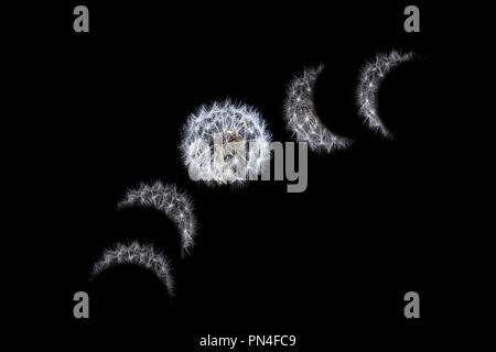 Eclipse de Lune phases de la lune ou concept représenté avec dandelion Banque D'Images