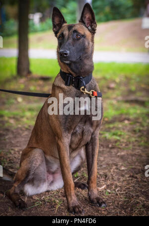 Berger Belge Malinois assis sur l'herbe verte dans le parc, chien en laisse à l'écart Banque D'Images