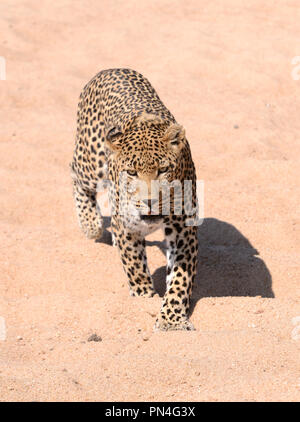 Grand mâle leopard walking across river bed Banque D'Images