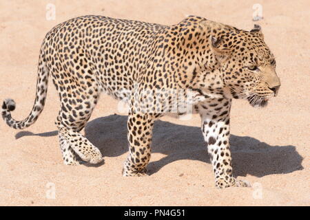 Grand mâle leopard walking across river bed Banque D'Images