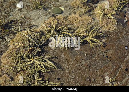 Un seawweed Hormosira banksii, originaire de l'Australie et la Nouvelle-Zélande, dans un rockpool près de la mer à marée basse. Banque D'Images