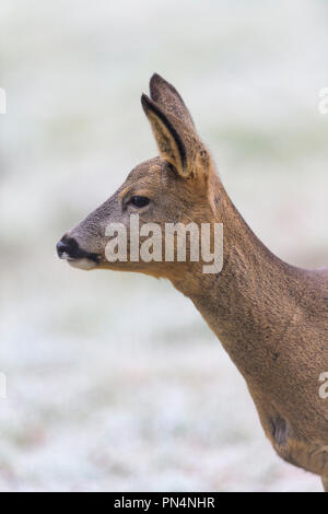 Chevreuil, Capreolus capreolus, hiver, Germany, Europe Banque D'Images