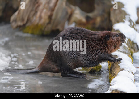 Le castor, Castor d'Europe, Castor fiber, en hiver, Allemagne Banque D'Images