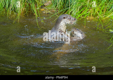 La loutre, la loutre Lutra lutra, deux jouant dans l'eau, l'Allemagne, de l'Europe Banque D'Images