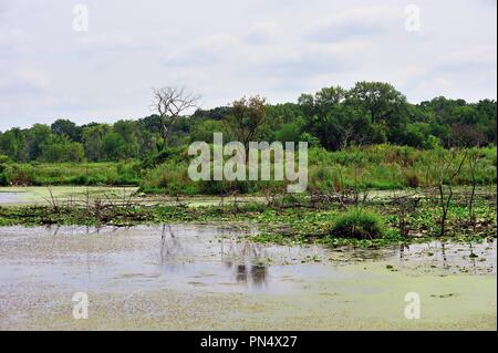 Palos Park, Illinois, États-Unis. Une zone marécageuse dans une réserve forestière de la banlieue de Chicago. Banque D'Images