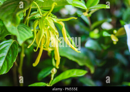 Fleurs jaune d'Ylang Ylang (Cananga odorata) sur l'arbre sont appréciés pour le parfum extraits utilisés en aromathérapie. Banque D'Images