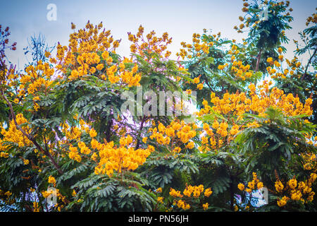 Belles fleurs jaune Peltophorum pterocarpum sur arbre, généralement connu comme copperpod, flamboyant, flametree, jaune ou jaune-poinciana flamme. Banque D'Images