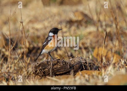 African Stonechat Saxicola torquatus Walkerstrom, Afrique du Sud 22 août 2018 2008.1 mâles adultes Banque D'Images