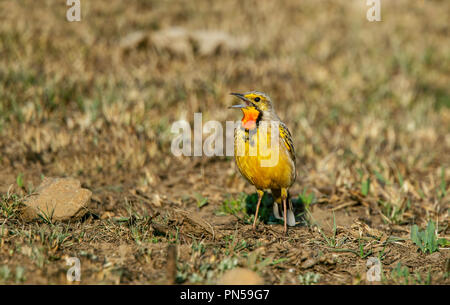 Cape Longclaw Macronyx capensis Walkerstroom, Afrique du Sud 22 août 2018 mâles adultes Motacillidae Banque D'Images