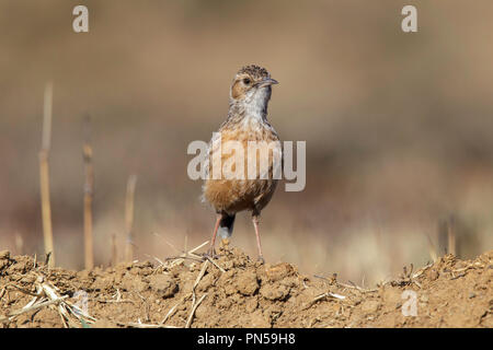 Spike-heeled Lark Chersomanes albofasciata Walkerstroom, Afrique du Sud 22 août 2018 Alaudidae Adultes Banque D'Images