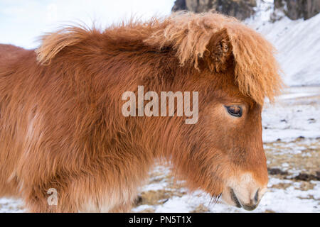 Close-up portrait portrait Vue de côté mignon aux cheveux hirsutes poney islandais typique dans le sud de l'Islande Banque D'Images