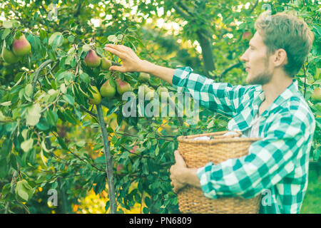 Portrait de jeune agriculteur barbu en chemise à carreaux recueille des picks poires au panier de l'arbre Banque D'Images