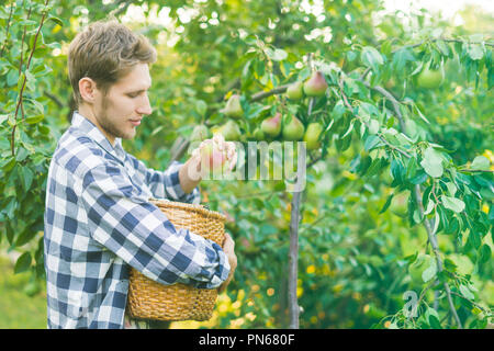 Portrait de jeune agriculteur barbu en chemise à carreaux recueille des picks poires au panier de l'arbre Banque D'Images