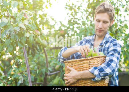 Portrait de jeune agriculteur barbu en chemise à carreaux recueille des picks poires au panier de l'arbre Banque D'Images