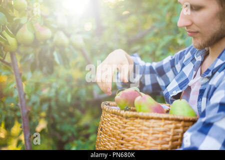 Portrait de jeune agriculteur barbu en chemise à carreaux recueille des picks poires au panier de l'arbre Banque D'Images