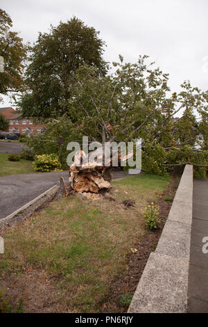 Stockton on Tees, UK, 20 septembre 2018. UK Weather.Un grand jardin arbre abattu par la tempête Ali dans Fairfield, Stockton on Tees. Crédit : DAVID DIXON / Alamy Live News Banque D'Images