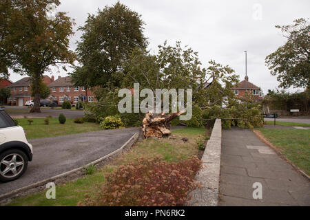 Stockton on Tees, UK, 20 septembre 2018. UK Weather.Un grand jardin arbre abattu par la tempête Ali dans Fairfield, Stockton on Tees. Crédit : DAVID DIXON / Alamy Live News Banque D'Images