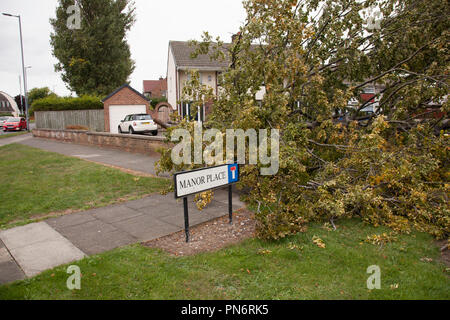 Stockton on Tees, UK, 20 septembre 2018. UK Weather.Un grand jardin arbre abattu par la tempête Ali dans Fairfield, Stockton on Tees. Crédit : DAVID DIXON / Alamy Live News Banque D'Images