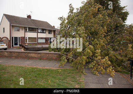 Stockton on Tees, UK, 20 septembre 2018. UK Weather.Un grand jardin arbre abattu par la tempête Ali dans Fairfield, Stockton on Tees. Crédit : DAVID DIXON / Alamy Live News Banque D'Images