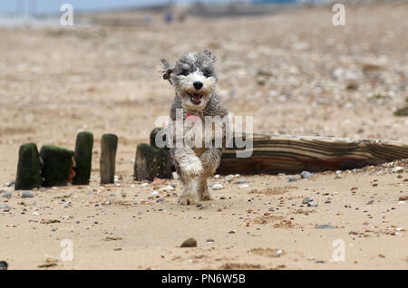 Heacham, UK. 20e Seprtember 2018. Cookie le cockapoo chien l'air heureux alors qu'elle bénéficie d'une course le long de la plage à Heacham, Norfolk, le 20 septembre 2018. Crédit : Paul Marriott/Alamy Live News Banque D'Images